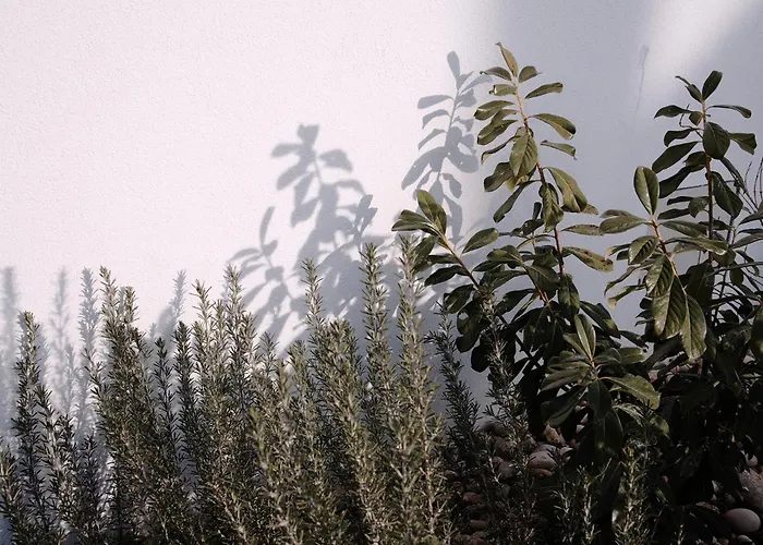 Jokai7 מלון דירות